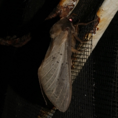 Oxycanus antipoda (Late Oxycanus) at WendyM's farm at Freshwater Ck. - 30 May 2024 by WendyEM