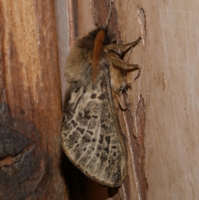 Oxycanus antipoda (Late Oxycanus) at WendyM's farm at Freshwater Ck. - 30 May 2024 by WendyEM