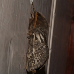 Oxycanus antipoda (Late Oxycanus) at WendyM's farm at Freshwater Ck. - 30 May 2024 by WendyEM