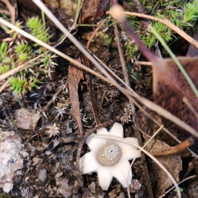 Geastrum sp. (Geastrum sp.) at Namadgi National Park - 25 May 2024 by Ct1000