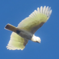 Cacatua galerita (Sulphur-crested Cockatoo) at QPRC LGA - 2 Jun 2024 by MatthewFrawley