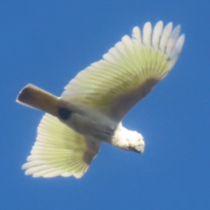 Cacatua galerita at QPRC LGA - 2 Jun 2024