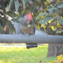 Callocephalon fimbriatum (Gang-gang Cockatoo) at Mount Duneed, VIC - 26 May 2024 by WendyEM