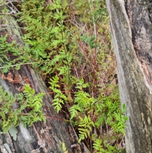 Cheilanthes austrotenuifolia at Mulligans Flat - 1 Jun 2024