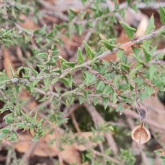 Acacia gunnii at Mulligans Flat - 1 Jun 2024 02:06 PM