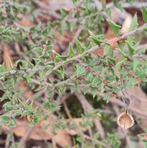 Acacia gunnii at Mulligans Flat - 1 Jun 2024 02:06 PM