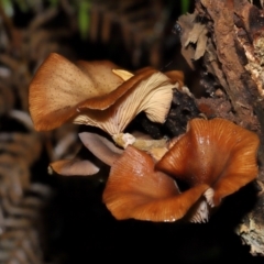 Armillaria sp. at ANBG - 3 Jun 2024 11:46 AM