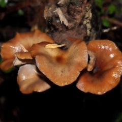 Armillaria sp. at ANBG - 3 Jun 2024 11:46 AM