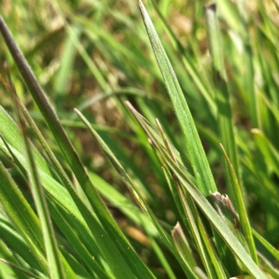 Nassella neesiana (Chilean Needlegrass) at Molonglo River Reserve - 18 Oct 2022 by mcosgrove