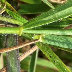 Nassella neesiana at Molonglo River Reserve - 18 Oct 2022