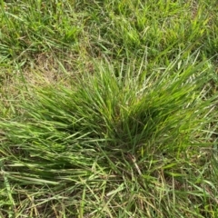 Nassella neesiana at Molonglo River Reserve - 18 Oct 2022