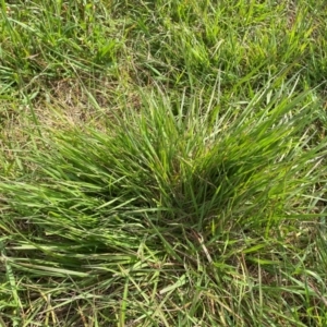 Nassella neesiana at Molonglo River Reserve - 18 Oct 2022