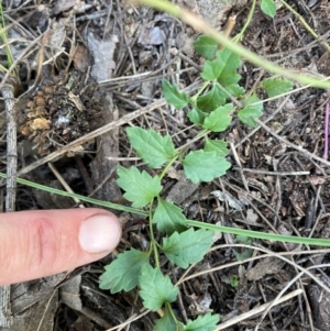 Veronica calycina at Rob Roy Range - 27 Apr 2024