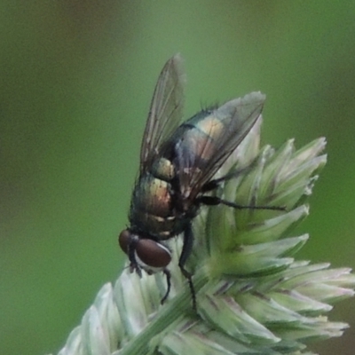 Lucilia cuprina (Australian sheep blowfly) at Pollinator-friendly garden Conder - 23 Dec 2023 by michaelb