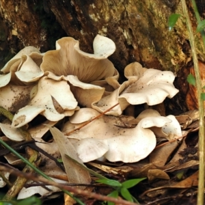 Pleurotus at ANBG - 24 May 2024 12:16 PM