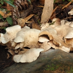 Pleurotus at ANBG - 24 May 2024