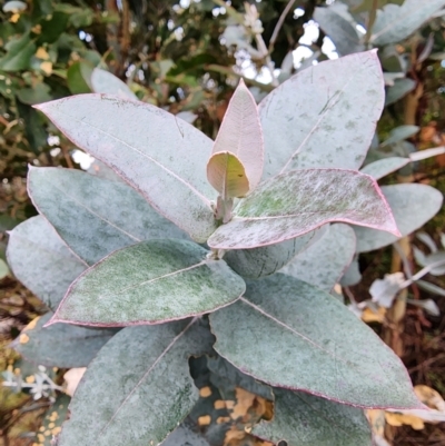 Eucalyptus globulus subsp. bicostata (Southern Blue Gum, Eurabbie) at Mount Taylor - 4 Jun 2024 by HarleyB