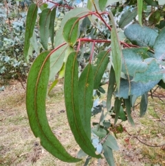 Eucalyptus globulus subsp. bicostata at Mount Taylor - 4 Jun 2024