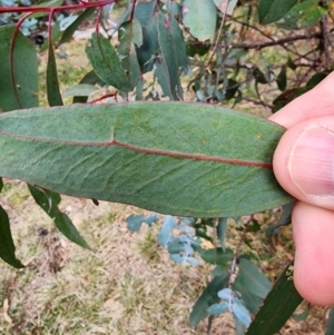 Eucalyptus globulus subsp. bicostata at Mount Taylor - 4 Jun 2024