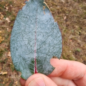 Eucalyptus globulus subsp. bicostata at Mount Taylor - 4 Jun 2024