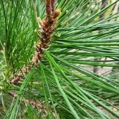 Pinus radiata at Mount Taylor - 4 Jun 2024 01:01 PM