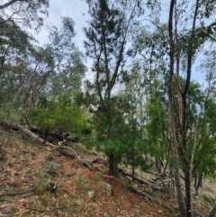 Pinus radiata at Mount Taylor - 4 Jun 2024 01:01 PM