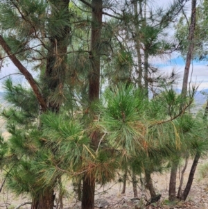 Pinus radiata at Mount Taylor - 4 Jun 2024 01:01 PM