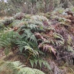 Pteridium esculentum (Bracken) at Mount Taylor - 4 Jun 2024 by HarleyB