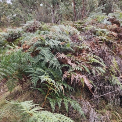 Pteridium esculentum (Bracken) at Mount Taylor - 4 Jun 2024 by HarleyB