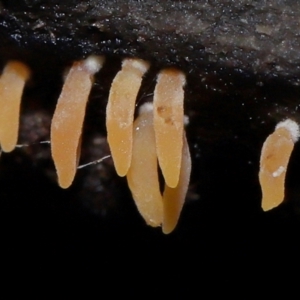 Mucronella sp. at ANBG - 4 Jun 2024 01:00 PM