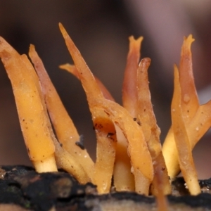 Calocera sp. at ANBG - 4 Jun 2024