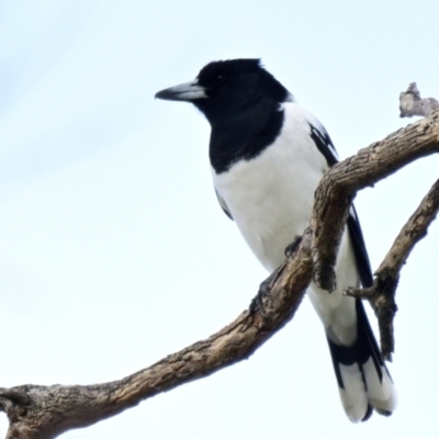 Cracticus nigrogularis (Pied Butcherbird) at Throsby, ACT - 4 Jun 2024 by Thurstan