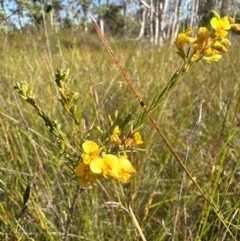 Dillwynia floribunda (Flowery Parrot-pea, Showy Parrot-pea) at Bribie Island National Park - 4 Jun 2024 by KazzaC