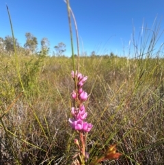 Boronia falcifolia (Wallum Boronia) at Bribie Island National Park - 4 Jun 2024 by KazzaC