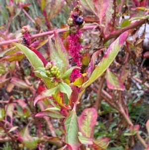 Phytolacca octandra at Mount Majura - 4 Jun 2024