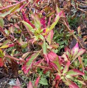 Phytolacca octandra at Mount Majura - 4 Jun 2024