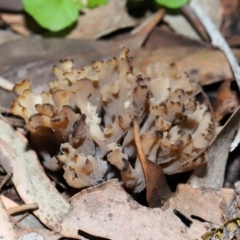 Clavulina vinaceocervina at ANBG - 4 Jun 2024 01:44 PM