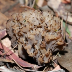 Clavulina vinaceocervina at ANBG - 4 Jun 2024 01:44 PM