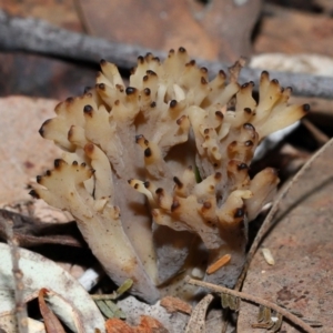 Clavulina vinaceocervina at ANBG - 4 Jun 2024