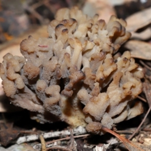 Clavulina vinaceocervina at ANBG - 4 Jun 2024