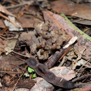 Clavulina vinaceocervina at ANBG - 4 Jun 2024