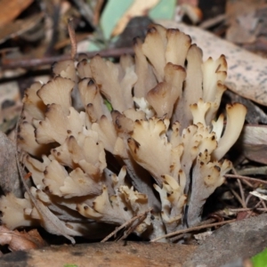 Clavulina vinaceocervina at ANBG - 4 Jun 2024 01:45 PM