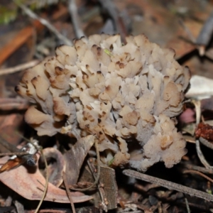 Clavulina vinaceocervina at ANBG - 4 Jun 2024 01:45 PM