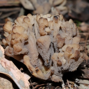 Clavulina vinaceocervina at ANBG - 4 Jun 2024 01:45 PM