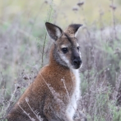 Notamacropus rufogriseus (Red-necked Wallaby) at The Pinnacle - 4 Jun 2024 by AlisonMilton