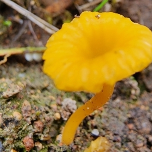 Lichenomphalia chromacea at Mount Taylor - 4 Jun 2024