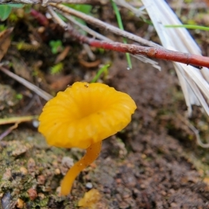 Lichenomphalia chromacea at Mount Taylor - 4 Jun 2024