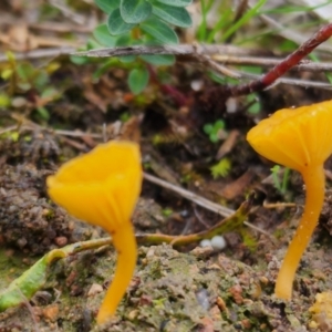 Lichenomphalia chromacea at Mount Taylor - 4 Jun 2024