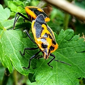 Agonoscelis rutila at Mount Ainslie - suppressed