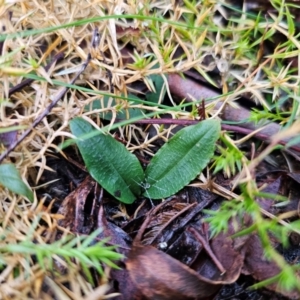 Chiloglottis sp. at QPRC LGA - 4 Jun 2024